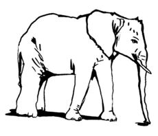 Elefant1.jpg